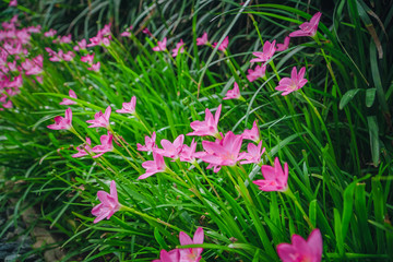 Zephyranthes blossom against a green grassy background, flowers in the garden.