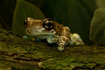 Amazon milk frog (Trachycephalus resinifictrix).