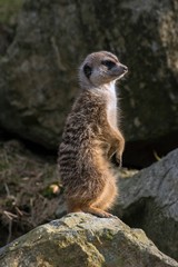 Meerkat, Suricata suricatta at the zoo