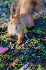 A European squirrel eating nuts from a stretched-out hand, in a park.