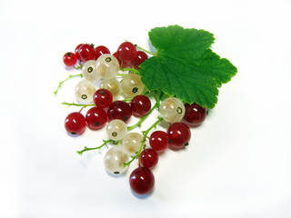  Ripe juicy red and white currant berries. Isolated on the white table.   