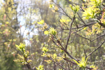 Branch of a tree in spring