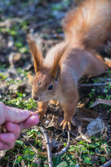 A European squirrel eating nuts from a stretched-out hand, in a park.
