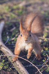 Close-up portrait young squirrel eats nut in the park.	