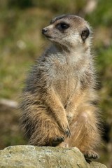 Meerkat, Suricata suricatta at the zoo