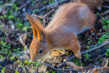 Close-up portrait young squirrel eats nut in the park.	
