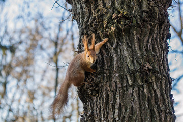 Close-up portrait young squirrel eats nut in the park.	