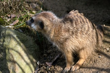 Meerkat, Suricata suricatta at the zoo