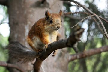 Naklejka na ściany i meble Cute red squirrel on tree. 
