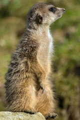 Meerkat, Suricata suricatta at the zoo