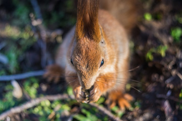 Cute little squirrel eats. Squirrel takes the nuts.
