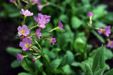 Pink and purple blossom flowers with green background.