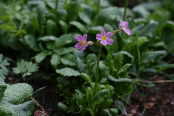 Pink and purple blossom flowers with green background.