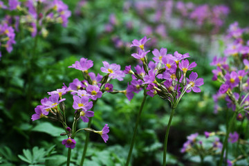 Pink and purple blossom flowers with green background.