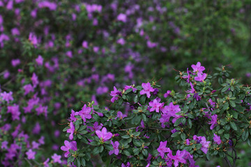 Pink and purple blossom flowers with green background.
