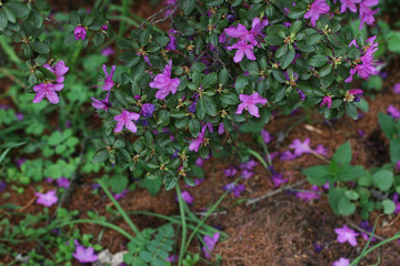 Pink and purple blossom flowers with green background.