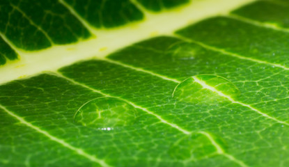The water drop on tree leaf, macro rain drop on leaf texture