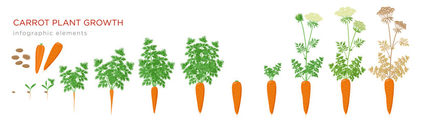 Carrot plant growth stages infographic elements. Growing process of carrot from seeds, sprout to mature taproot, life cycle of biennial plant isolated on white background vector flat illustration.