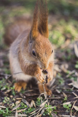 Cute little squirrel eats. Squirrel takes the nuts.