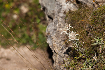 Mountain edelweiss from the Dolomites - ITALY