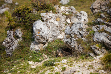 a marmot out of his den in the mountains