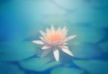 lotus flower in pond, close-up water lily and leaf, close-up flower in nature
