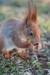 Cute little squirrel eats. Squirrel takes the nuts.