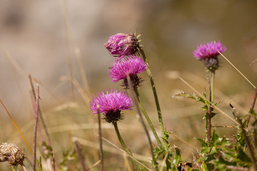 Pink mountain flower from the Dolomites - ITALY