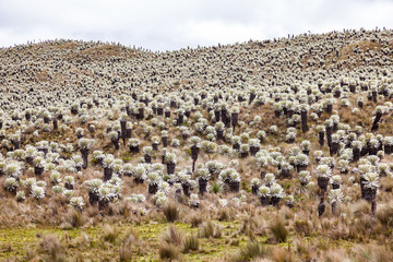 Fototapeta na wymiar Andean landscape, frailejón moors in Tulcan, province of Carchi