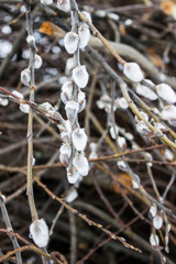  spring buds of willow