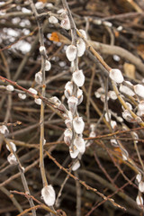  spring buds of willow