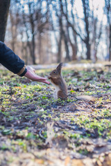 A European squirrel eating nuts from a stretched-out hand, in a park.