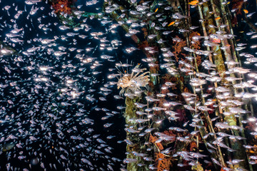 Fish swim in the Red Sea, colorful fish, Eilat Israel