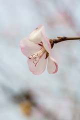 Flowering red mountain peach，Amygdalus davidiana (Carrière) de Vos ex Henry var. davidiana f....