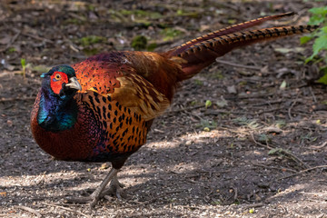 pheasant