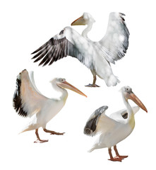 three large pelicans with open wings on white
