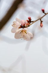 Flowering red mountain peach，Amygdalus davidiana (Carrière) de Vos ex Henry var. davidiana f....