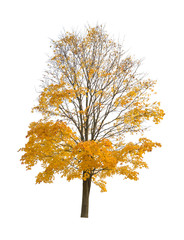 maple in dark gold fall leaves on white