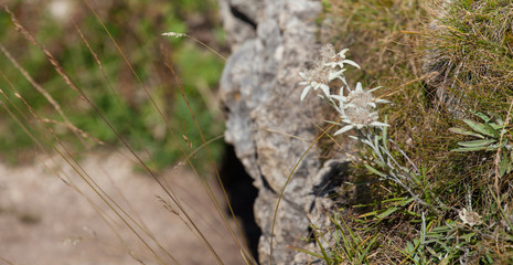 Mountain edelweiss from the Dolomites - ITALY