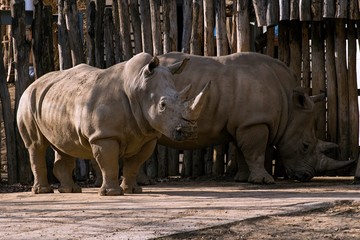 Naklejka premium Southern White Rhinoceros Ceratotherium simum simum in zoo