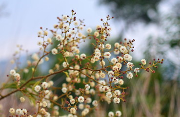 Colors of Nature