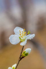 Flowering red mountain peach，Amygdalus davidiana (Carrière) de Vos ex Henry var. davidiana f....