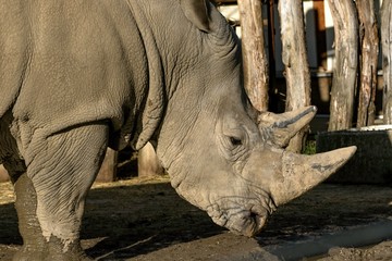 Fototapeta premium Southern White Rhinoceros Ceratotherium simum simum in zoo