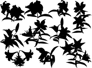black lily flowers ten silhouettes isolated on white