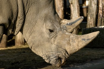 Southern White Rhinoceros Ceratotherium simum simum in zoo
