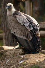 Griffon vulture, gyps fulvus in zoo