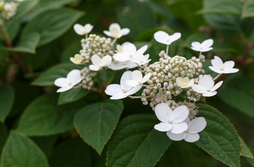 Panicled Hydrangea Hydrangea paniculata in garden, Latvia