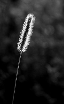 Solitude