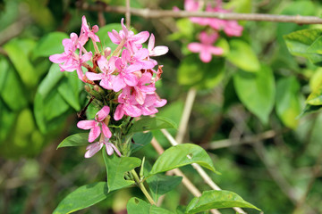 In a garden in Singapore