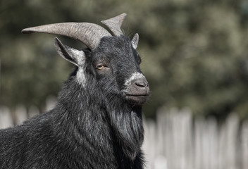 Close up portrait black goat. Animal portrait of black goat with horns on green background.